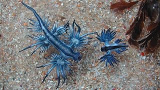 Голожаберный моллюск Главк лат Glaucus atlanticus [upl. by Lachance]