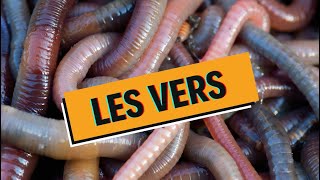 Les Vers intestinaux  le VRAI du FAUX   WhyDoc 6 [upl. by Aenyl]