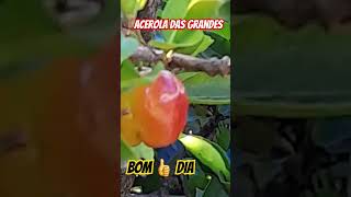 ACEROLA DAS GRANDES [upl. by Aes984]