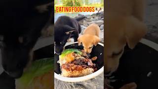 Wild dogs eat iron box lunch Chinese rural dog Rural dog daily cutedog youtubeshorts shorts [upl. by Ybbed]