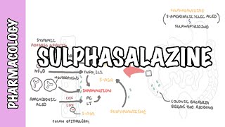 Sulphasalazine DMARD  Pharmacology mechanism of action metabolism side effects [upl. by Prady823]