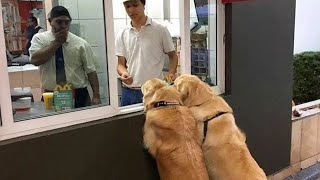 The funniest Golden Retriever gets even funnier the longer you watch [upl. by Ayal]