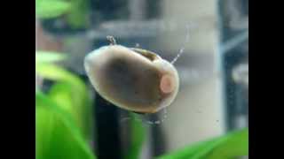 Closeup Nerite Snail cleans glass [upl. by Nosreip]