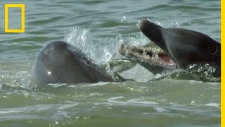 Le Tursiops un dauphin pas si pacifique [upl. by Ermanno]