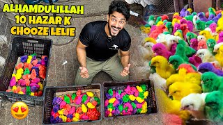 ALHAMDULILLAH 10000 K COLOURFUL CHICKS LE LIE😍  CHOOZE  BIRDS VLOG [upl. by Ulah]