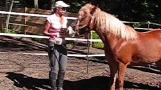 Desensitizing a Horse for Hippotherapy [upl. by Efrem926]