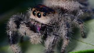 Phidippus regius grooming [upl. by Neyut881]