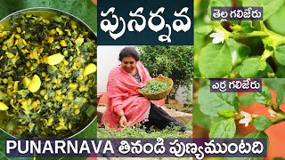 Punarnavaతెల్ల గలిజేరు Medicinal veg Blood purifierLife time No DialysisPrevents kidney ailments [upl. by Gisela]