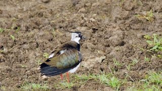 Northern Lapwing Vanellus vanellus ♂  Kiebitz 2 [upl. by Etra]