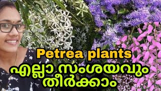 Petrea Violet എല്ലാ സംശയവും തിർക്കാം നന്നായി വളർത്താം TipS noW [upl. by Aksehcnarf]