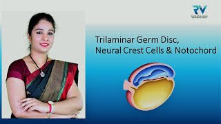 Embryology of Trilaminar Germ Disc Neural Crest Cells amp Notochord by Dr Rajitha Vanga [upl. by Anirahc]