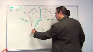 Medical gross anatomy and neuroscience  Cranial Nerves part 1  Trigeminal nerve [upl. by Laehctim]