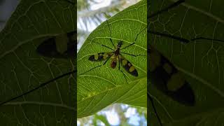 Flying Spiders animals nature [upl. by Sabelle344]