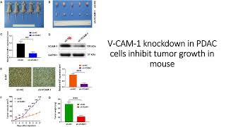 VCAM1 helps in proliferation of the Pancreatic Cancer PDAC Code 670 [upl. by Lodovico]