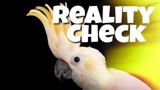 Warning The Truth About Cockatoos [upl. by Megdal]