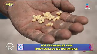 Escamoles El caviar mexicano y su difícil proceso de extracción  Sabores de México  Sale el Sol [upl. by Llabmik451]