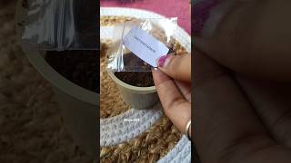 how to grow and care chrysanthemum seeds from meesho meesho flower seeds review gardening [upl. by Eurd414]