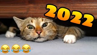 🤣 Animales Graciosos y Chistosos 2022 🐶😺 los Mejores Gatos y Perros del Momento [upl. by Rasia]