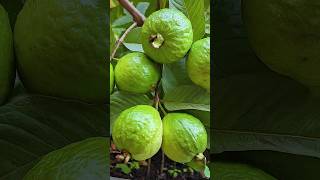 🌿How to grow guava tree great way to propagate guava tree by air layering using a carrot🥕guava [upl. by Arol]