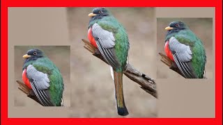 Elegant Trogon Song Elegant Trogon Call Sound Singing  Trogón Elegante Canto  Trogon Elegans [upl. by Meean322]