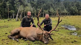 Hunting Fiordland Wild Natives Wapiti 2022 [upl. by Itnava438]