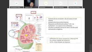 ADENOPATIAS EN PEDIATRIA 2020 [upl. by Grekin]