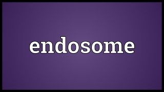 Endosome Meaning [upl. by Onitnatsnoc]