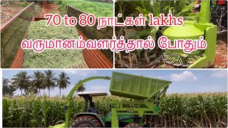 SailageCorn80 நாட்கள் வளர்ந்த சோளம் சைலேஜ் தீவனம் தயாரிப்பு மூன்று மாதத்தில் ஊறுகாய் புல🤔 [upl. by Zoilla]