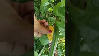 Haddi jod plant ak medicine plant hai 🌱☘️🍀 Mukta vlog 🌷🌹🌷 [upl. by Phaedra222]