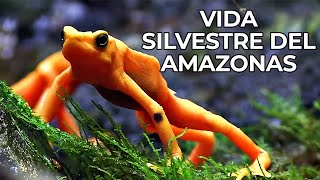 El Mundo Salvaje La Selva Amazónica  Free Documentary Nature  Español [upl. by Uohk]