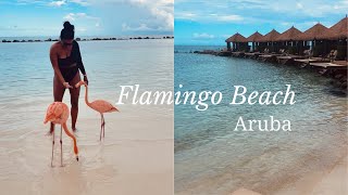 Flamingo Beach  Aruba Travel  Day Pass [upl. by Acirt]