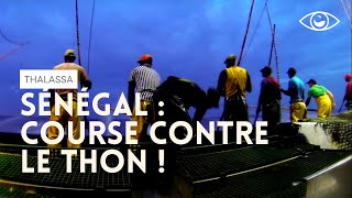 Course contre le thon  Thalassa [upl. by Lednyk477]