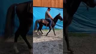 Sold 21 Rocky MountainStandardbred gelding 2yr old 950 [upl. by Nady]