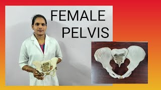 Summary about Female Pelvis  Nishas Nursing Education  VLOG 2 [upl. by Schriever220]