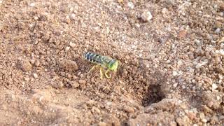 Native Sand Wasp Bembix species [upl. by Annasor]