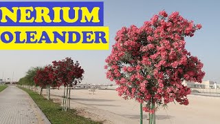 Nerium Oleander in Qatar [upl. by Dick586]