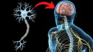 El SISTEMA NERVIOSO CENTRAL explicado partes y funcionamiento🧠 [upl. by Teryl]