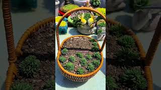 Useful tips for succulents 🪴 다육이들 succulent plants suculentas [upl. by Thunell]