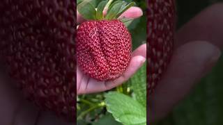 panen buah strawberry besar 🍓 buah panen fruit buahbuahan strawberry stroberi [upl. by Eidaj]