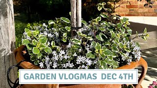 Planting Primroses  Large Planter Revamp  Vlogmas 2023 Cottoverdi [upl. by Hannan464]