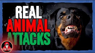 5 DISTURBING Animal Attacks  Darkness Prevails [upl. by Annael]