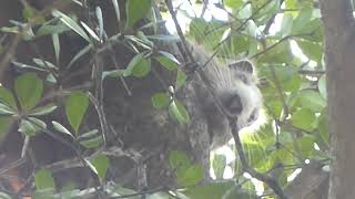 Desmarests Hutia Capromys pilorides Jardin botanico Havana Cuba 1 Mar 2017 [upl. by Yelats383]