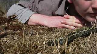 Snuggling up with Adders  British Snakes and Peat Bogs with Ben Waddams [upl. by Helbonnas]