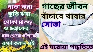 গাছের জীবন বাঁচান খাবার সোডায়।Save plant life with baking soda [upl. by Kirsti]