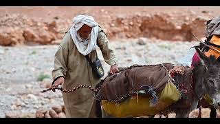 Transhumance Day 2  From Saghrou to Adrar with Aït Atta Nomads [upl. by Ayikur]