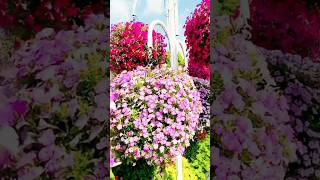 Beautiful natural flowers gardens🌺💐 natureflowers naturalflowerytshtsyoutubebeautifulflowers [upl. by Novyart]