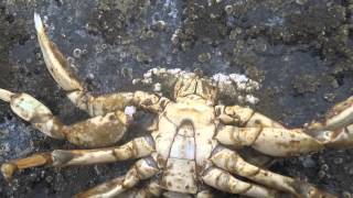 crabbing Ocean Shores Washington [upl. by Hannavas]