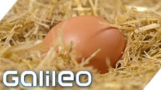 Eier  die heimlichen Superhelden  Galileo  ProSieben [upl. by Avevoneg620]