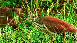 Pond Heron is a delightful sight [upl. by Sugden554]