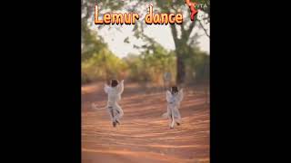 Lemur dance nature wildlife animals wildanimals relax shorts lemur [upl. by Ecnatsnok]